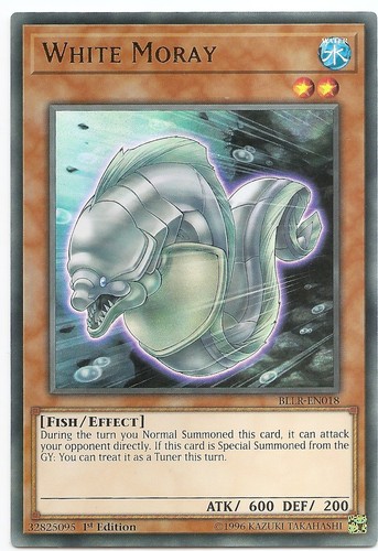White moray bllr en018 - moray, bllr-en018